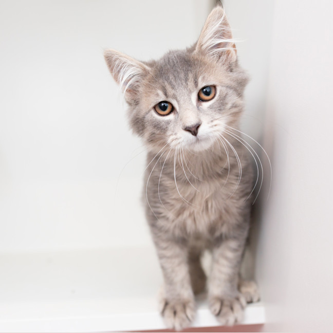 Photo of Puff (Previously Hudson)