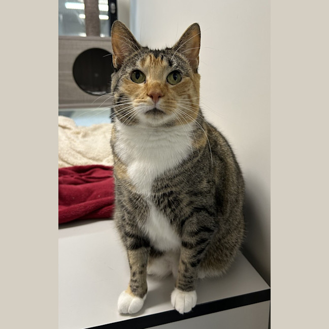 Photo of Cleopatra