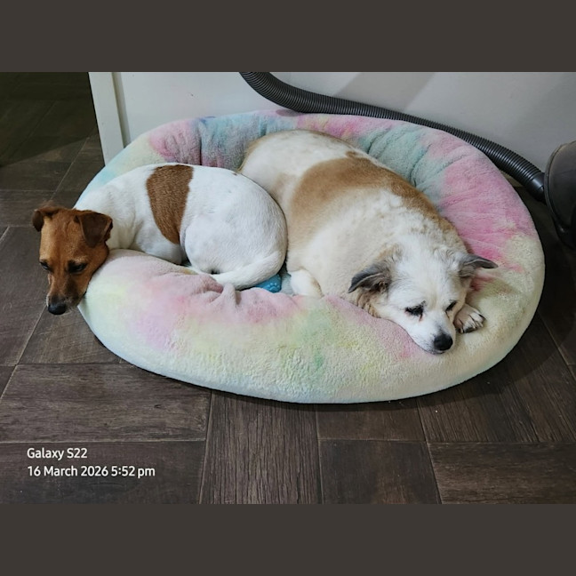 Photo of Rosie 