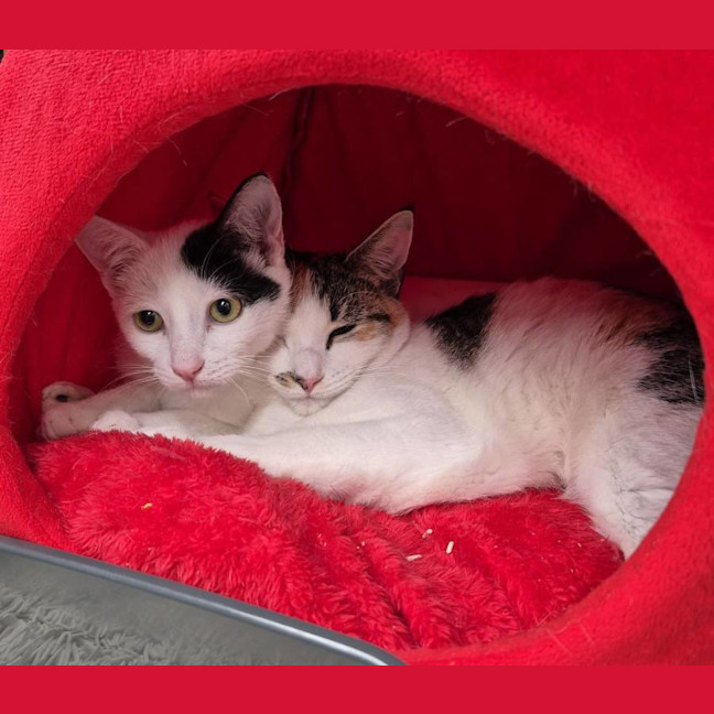 Photo of Lyra **2nd Chance Cat Rescue**