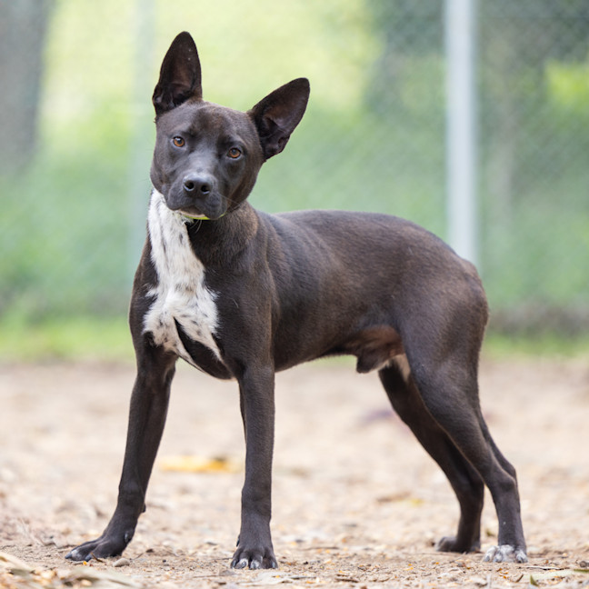 Photo of Koda