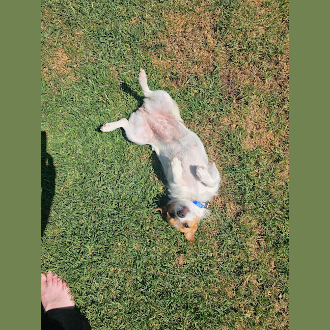 Photo of Lovie  11 Month Old Jack Russell Terrier