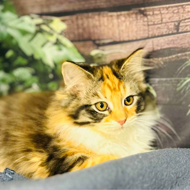 Photo of Ariel   Located In Wallan