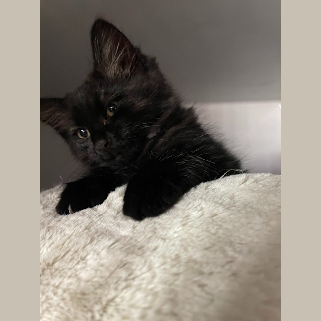 Photo of Gnocchi