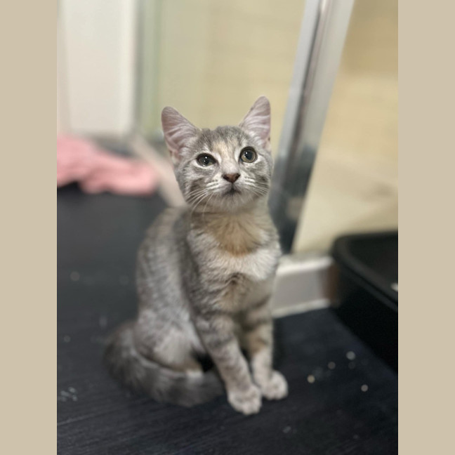 Photo of Willow