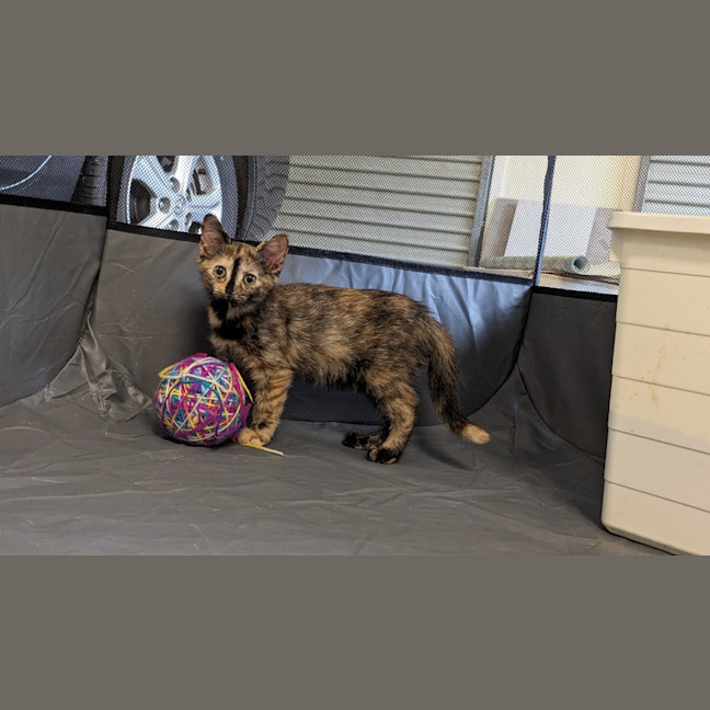 Photo of Midnight