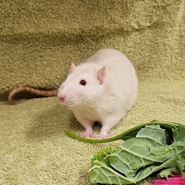 Photo of Lupin