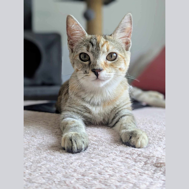 Photo of Willow & Dream 