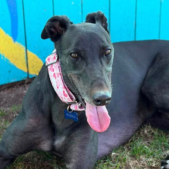 Photo of Rosko The Greyhound