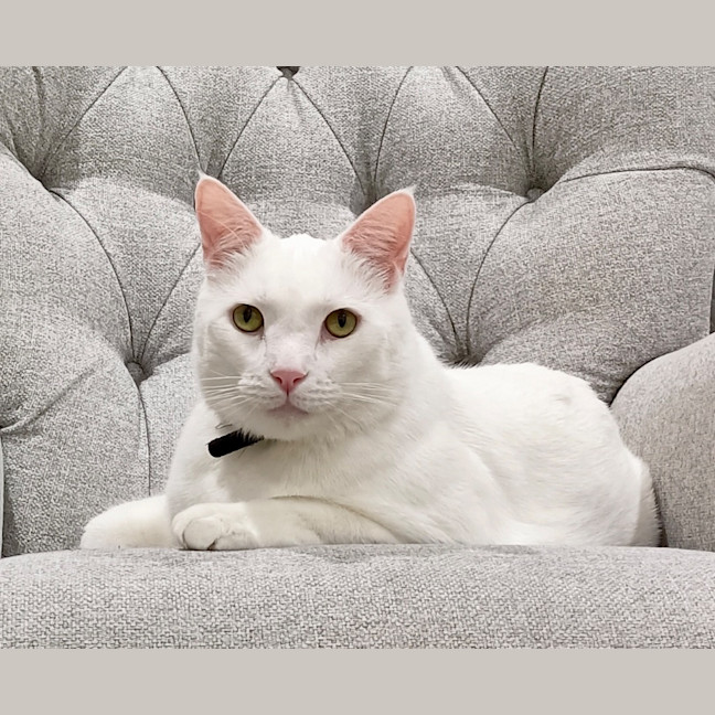 Photo of Barfi