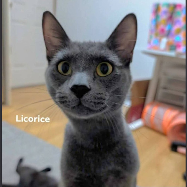 Photo of Licorice