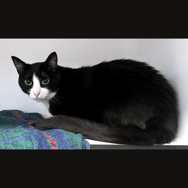 Photo of Kit Kat Sua013162 & Felix Sua013161