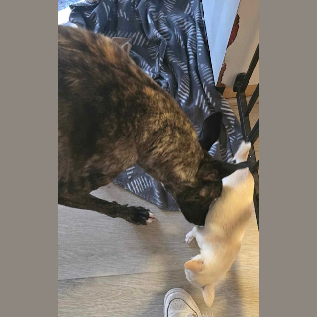 Photo of Claude The Greyhound