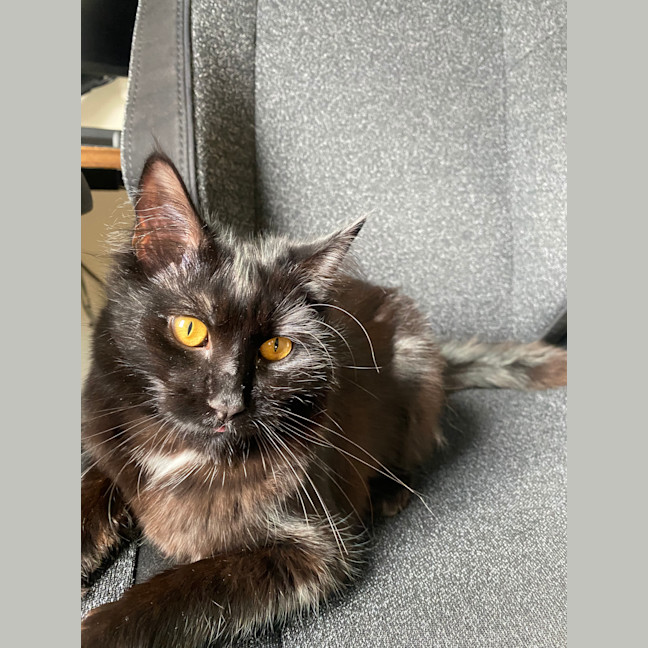 Photo of Poppy