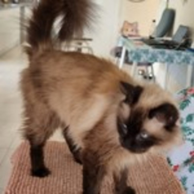 Photo of Opal