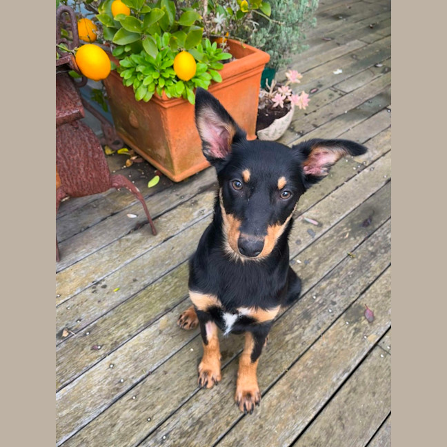 Photo of Hazel