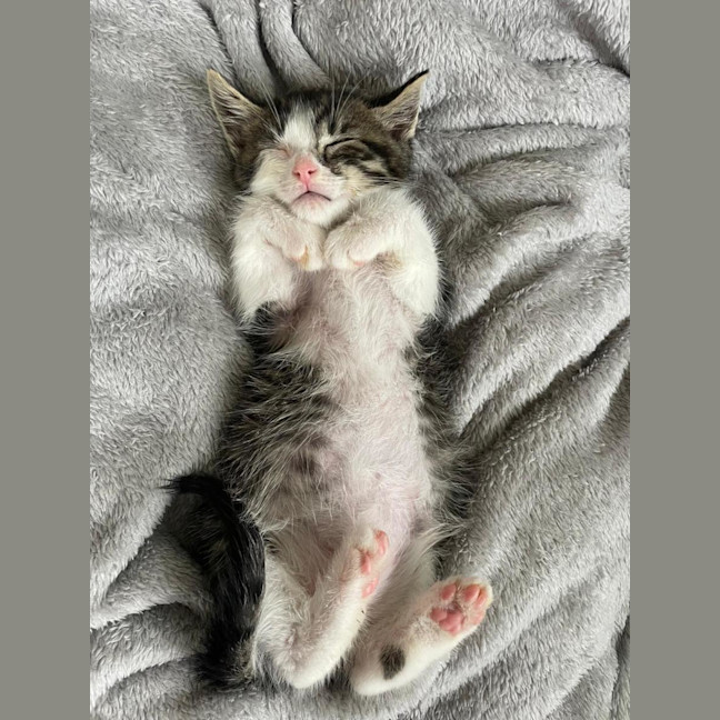 Photo of Chickpea🐥