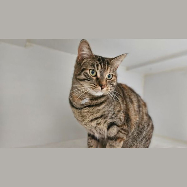 Photo of Taffy