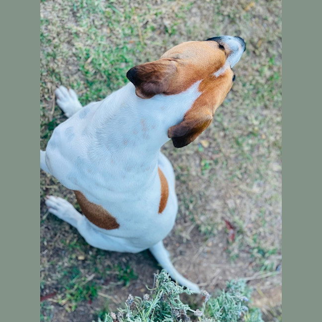 Photo of Patch