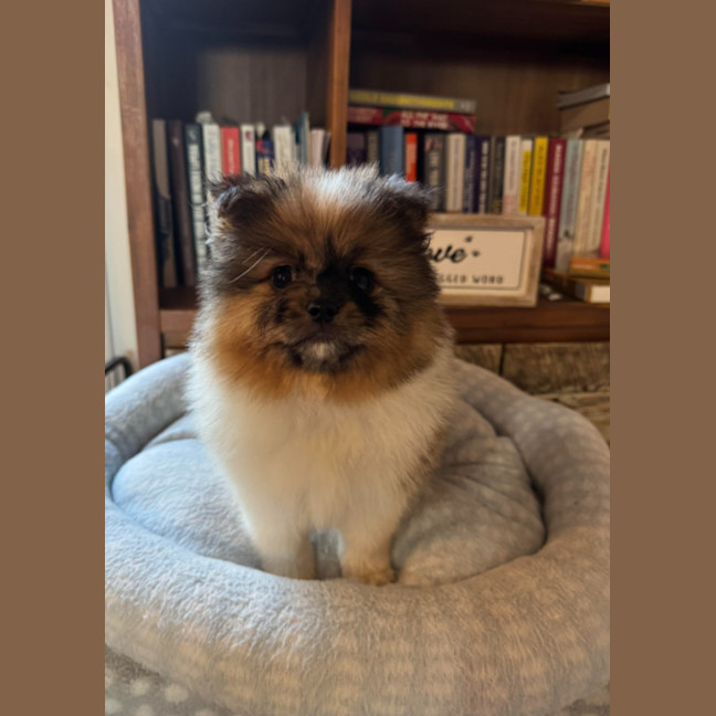 Photo of Violet