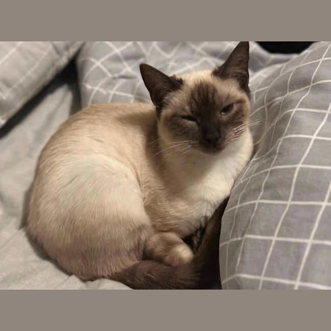 Photo of Jemina   Ragdoll Cross