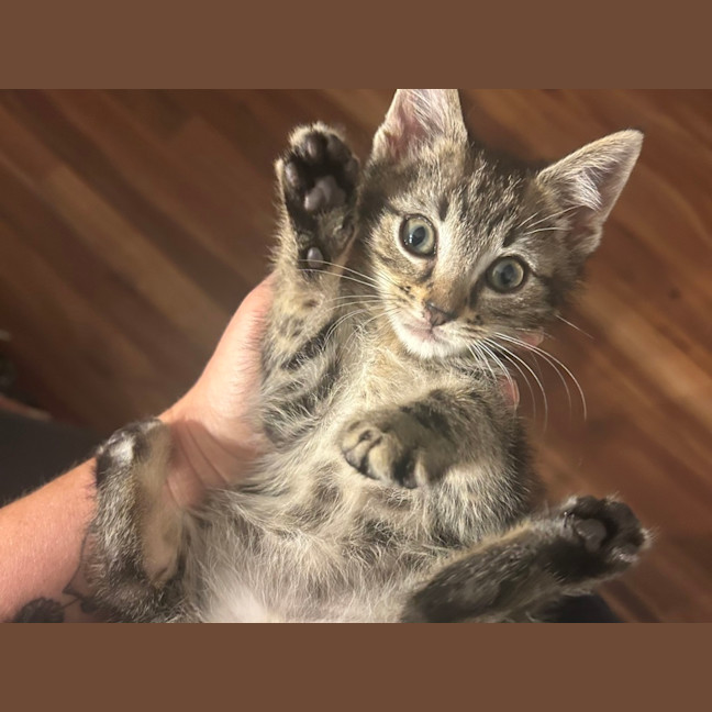 Photo of Timmy Trumpet