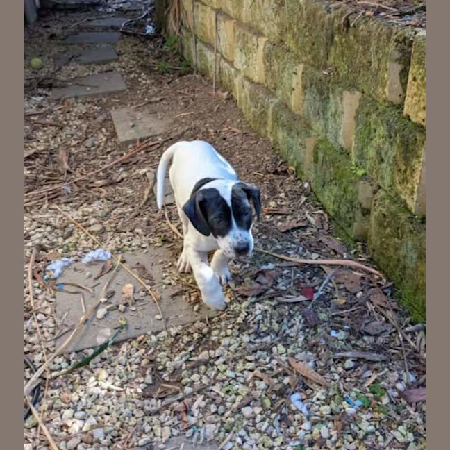 Photo of Spud