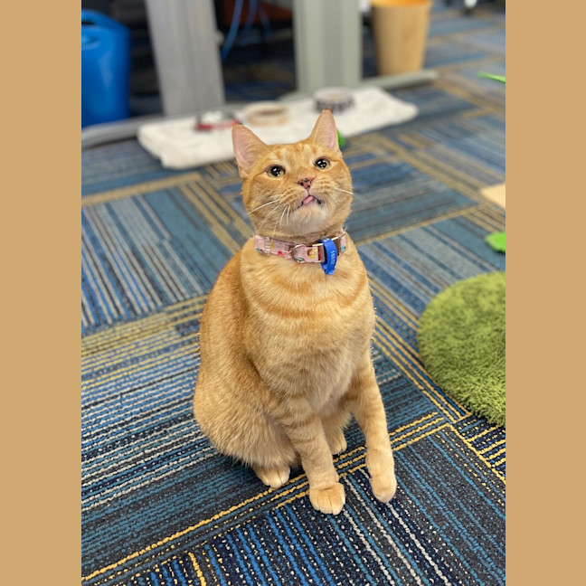 Photo of Romeo