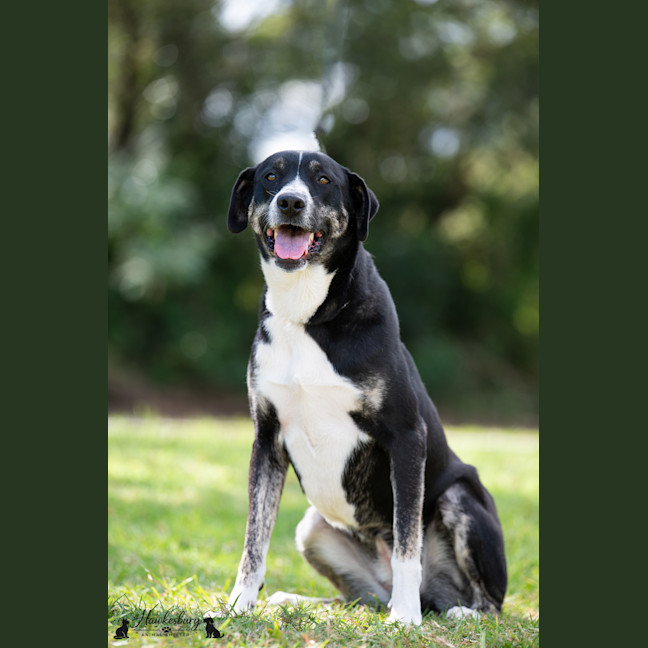 Photo of Daisy