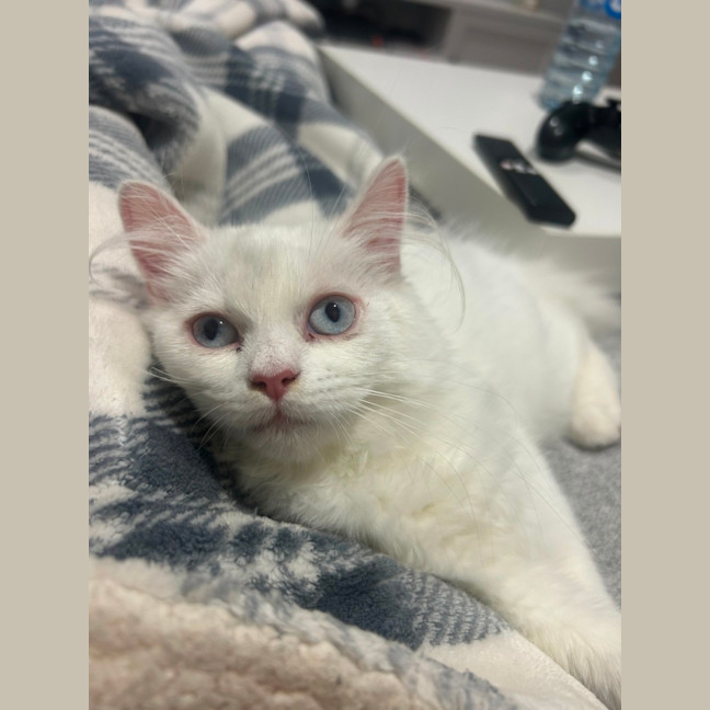 Photo of Marie   12 Week Old Ragdoll X