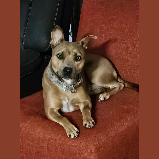 Photo of Layla