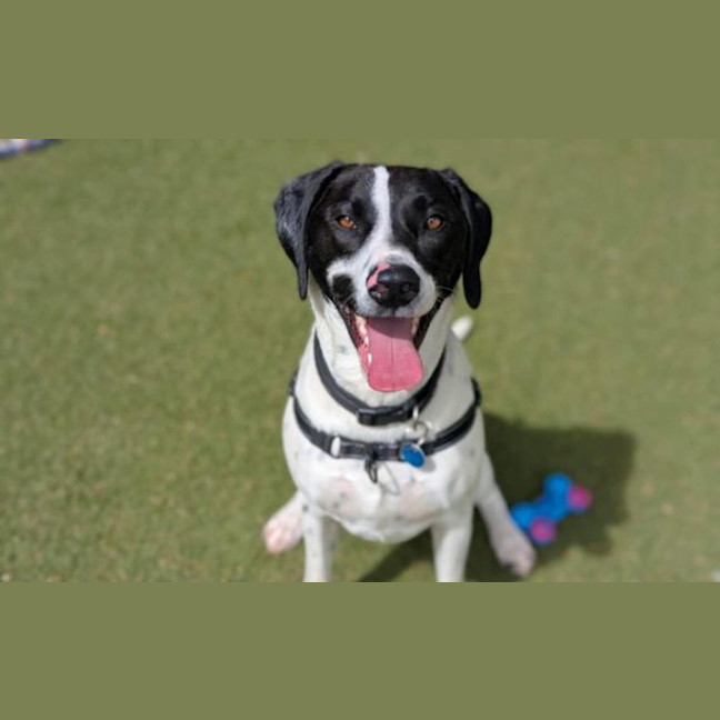 Photo of Bluey
