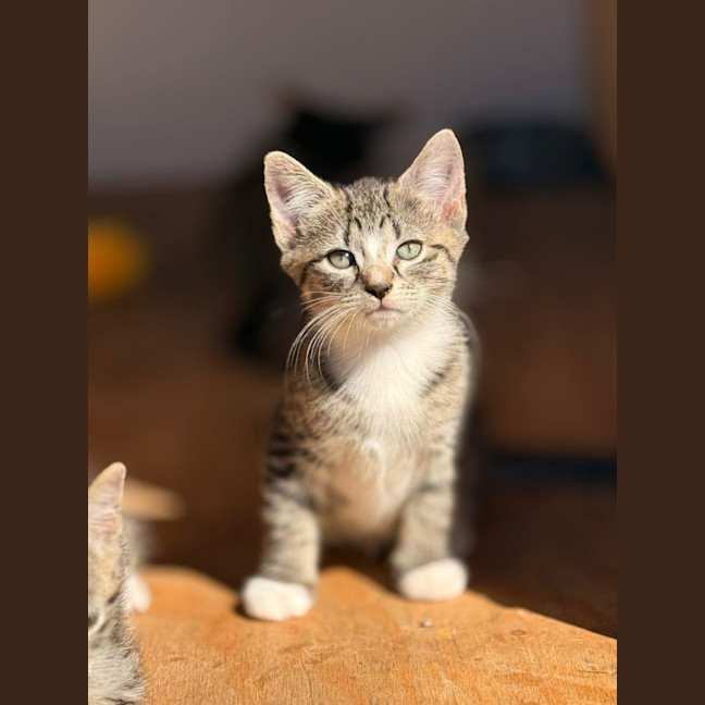Photo of Dot