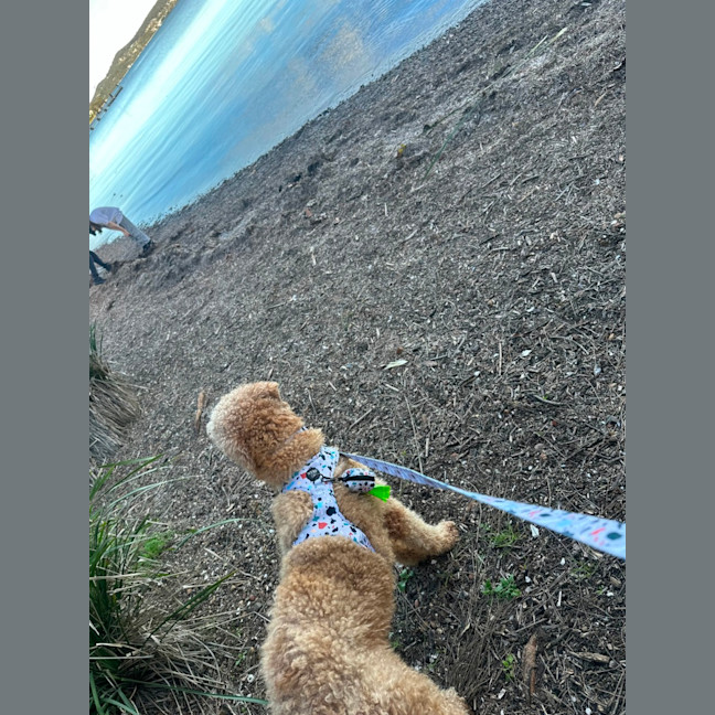 Photo of Pierre   6 Year Old Groodle