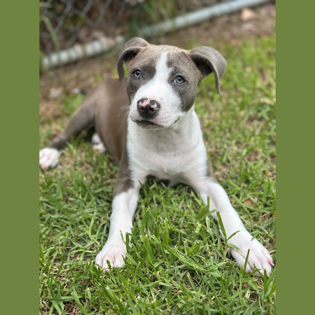 Photo of Blueberry