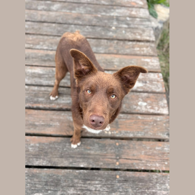 Photo of Dash