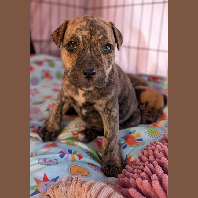 Photo of Dash