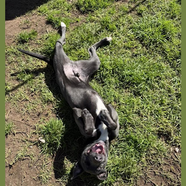 Photo of Buddy