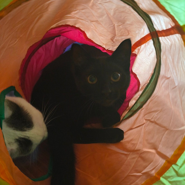 Photo of Toothless And Lychee