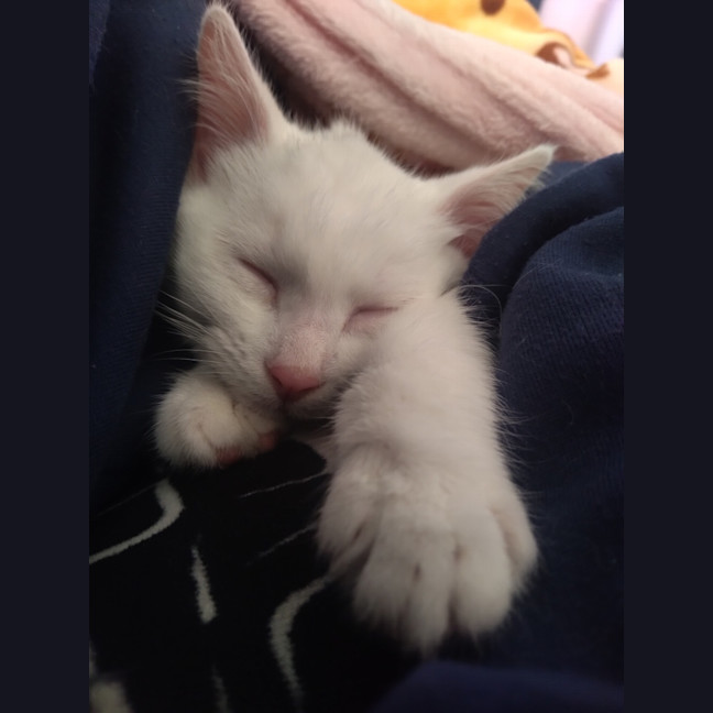 Photo of Samwise Gamgee 👑