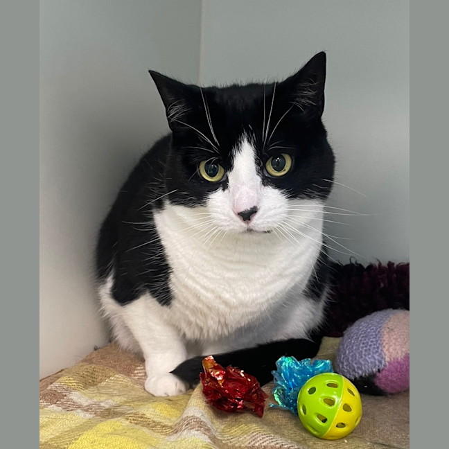 Photo of Phoebe (Bonded To Mac)