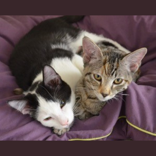 Photo of Lola   4 Month Old Domestic Medium Hair