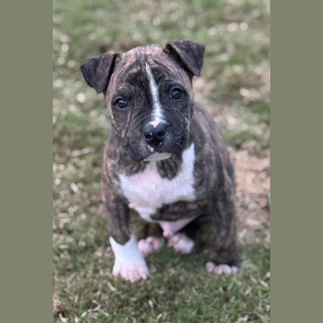 Photo of Jack Of Hearts 