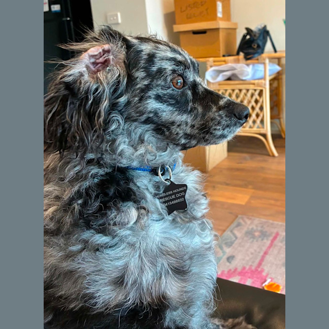 Photo of Buddy