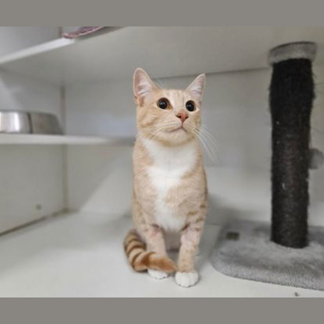 Photo of Chairman Meow 