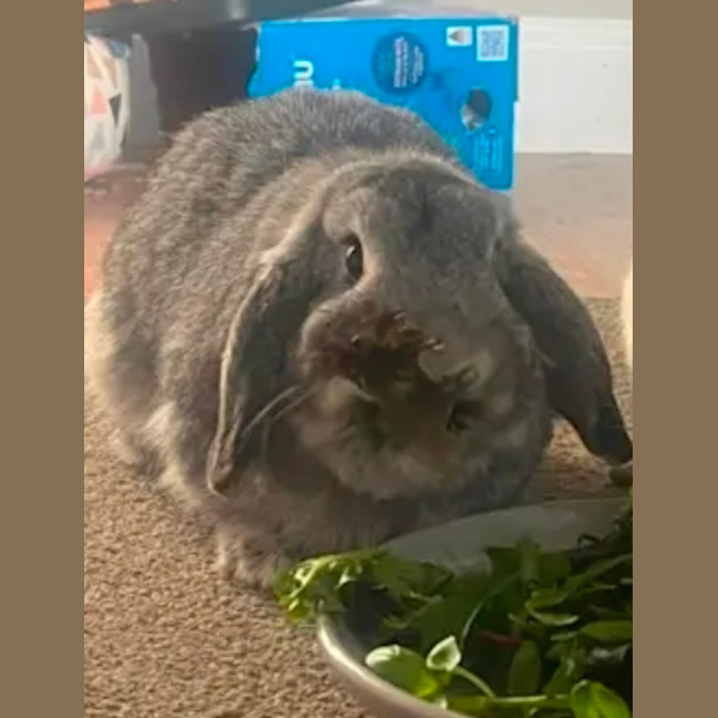 Photo of Stormy