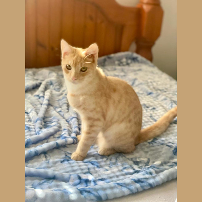 Photo of Sparkles