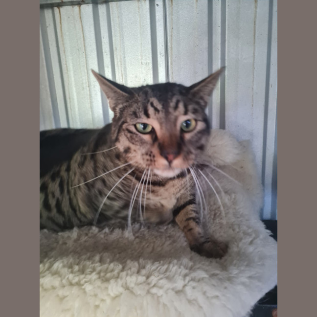 Photo of Edwin James Aka Teddy