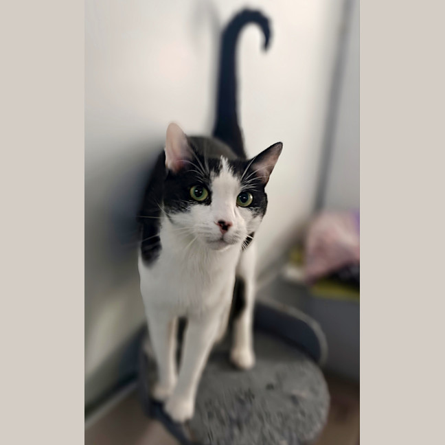 Photo of Toothless
