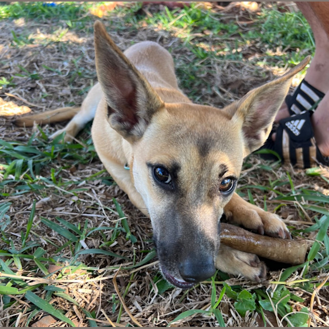 Photo of Humphrey (Nugget)